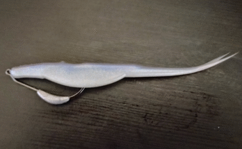 an image of a six inch zoom super fluke