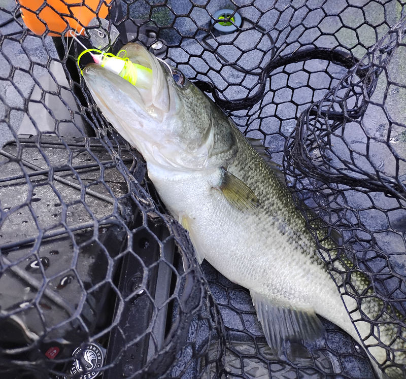 an image of a bass in a net